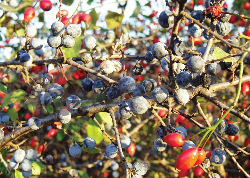 “Chimicale” de pădure