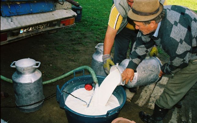 Tanc de răcire şi mulgătoare electrică, obligatorii de anul viitor în colectarea laptelui