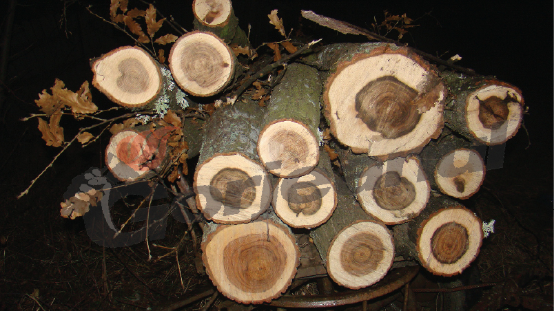 Prins cu lemnele furate în căruţă