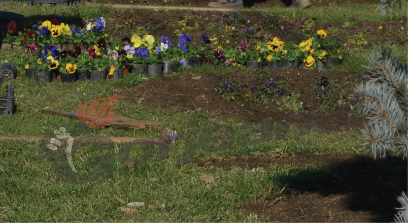 Două milioane pentru florile din Cătunele şi Glogova