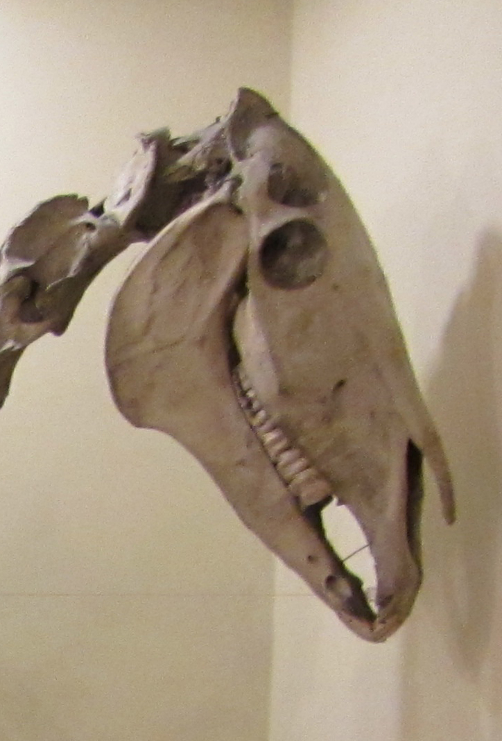 Pensionara Ijac, aşteptată în cameră cu un cap de cal mort