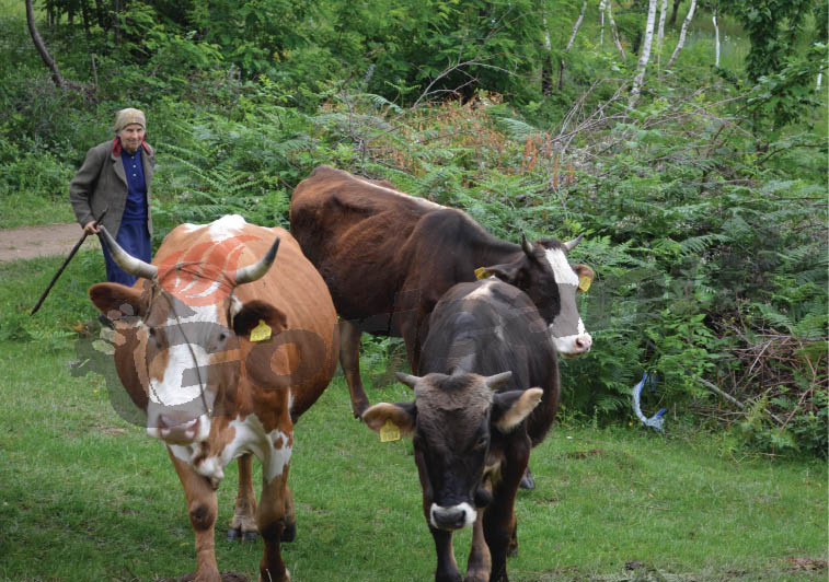 Start la subvenţii pentru crescătorii de bovine