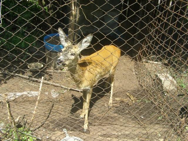 Dosar penal, pentru un pui de căprioară