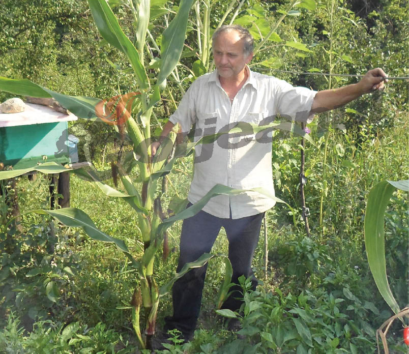 Porumbul cu 7 ştiuleţi, made in Gorj