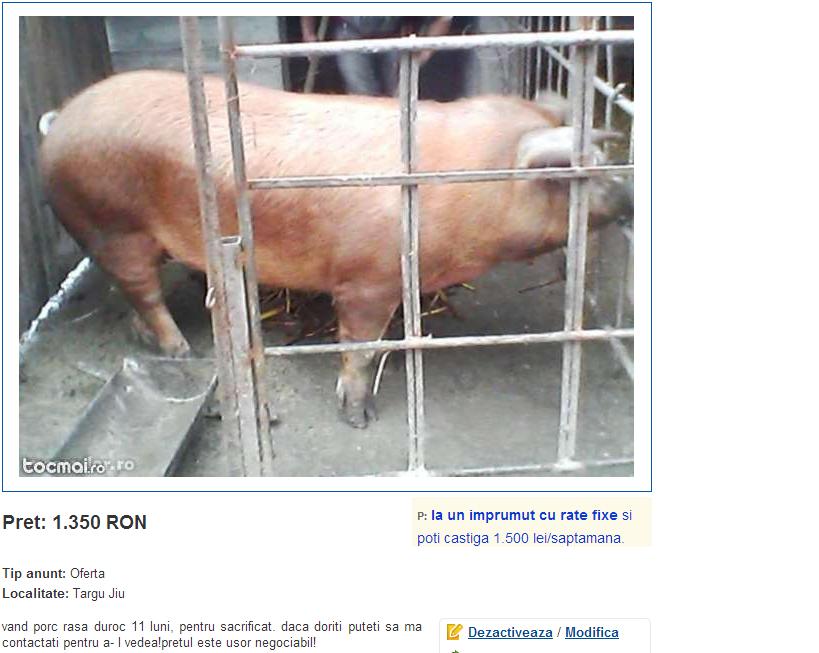 Gorjenii apelează la internet pentru porcii de Crăciun