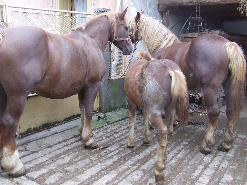 Şase cai grei din Săcueni, cumpăraţi de un afacerist din Târgu-Jiu