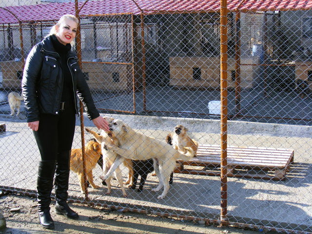 ProAnimals acuză: A început căsăpirea câinilor fără stăpân din Gorj