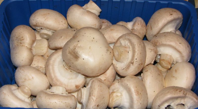 Gorjenii sunt sfătuiţi să consume ciuperci din magazine