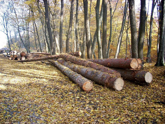 Tânăr cercetat pentru tăiere fără drept de arbori