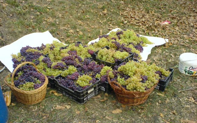 Recolta de struguri din Gorj, adunată în proporţie de 95%