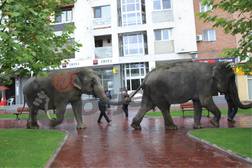Elefanţi la plimbare prin centrul municipiului Târgu-Jiu