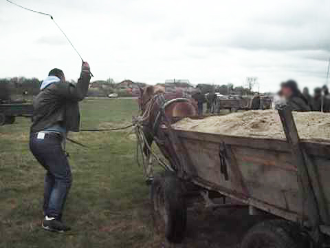 Anchetaţi pentru că au lovit fără milă doi cai