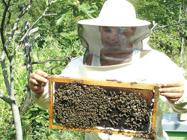 Apicultorii gorjeni, convocaţi la întâlnire