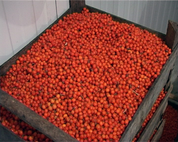 Direcţia Silvică Gorj a vândut peste 100 de tone de fructe de pădure