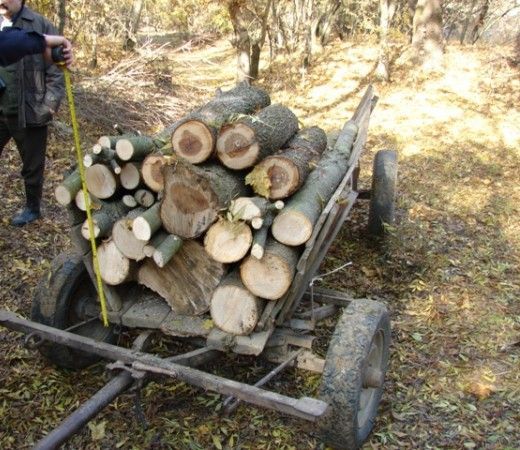 Septuagenar cercetat pentru tăiere ilegală de material lemnos