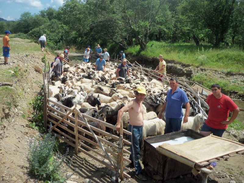 Cererile de subvenţii la oi şi capre se primesc până la data de 15 noiembrie