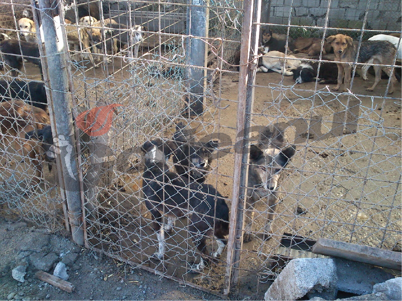 Scandal pe maidanezii flămânzi din Mătăsari