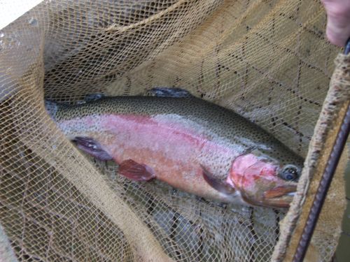 Gura Târgului – Păstrăvi la pachet şi mese întinse pentru îmbunarea inspectorilor Curţii de Conturi