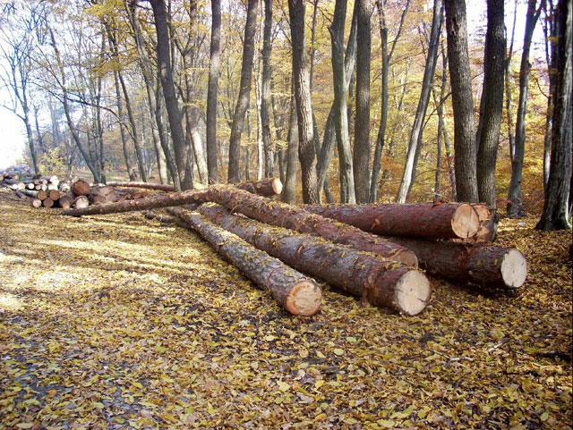 Reţinut pentru furt de lemne şi ultraj