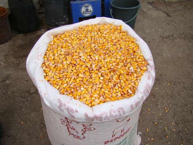 Peste 600 de kilograme de grâu şi porumb, confiscate de poliţişti