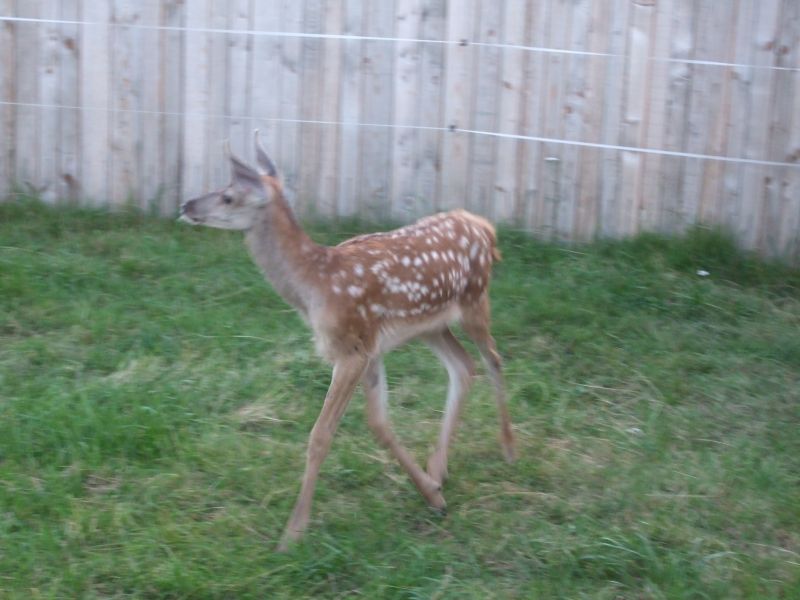 Cercetat penal pentru că ţinea captiv un pui de căprioară