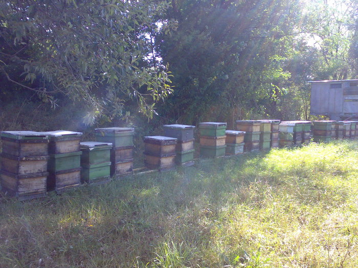 Stupi cu albine furaţi, căutaţi în Gorj