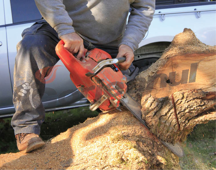 Dosar penal pentru tăiere ilegală de material lemnos