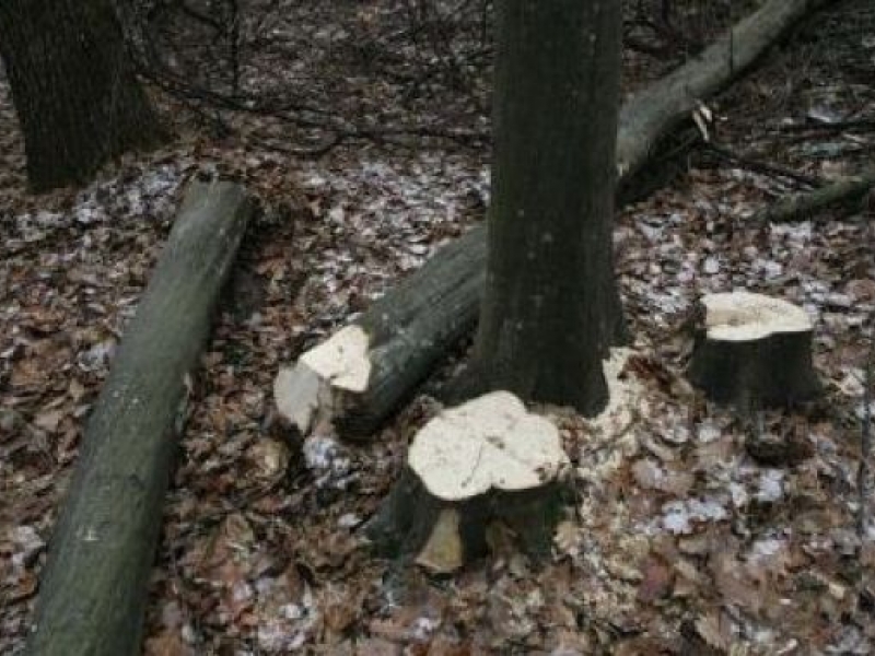 Cercetat pentru tăiere ilegală de material lemnos