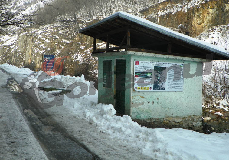Foaie verde… verde…verde… cu creangă cu tot