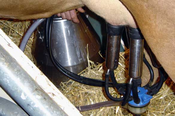 Micii “fermieri”, obligaţi să respecte norme stricte de igienă