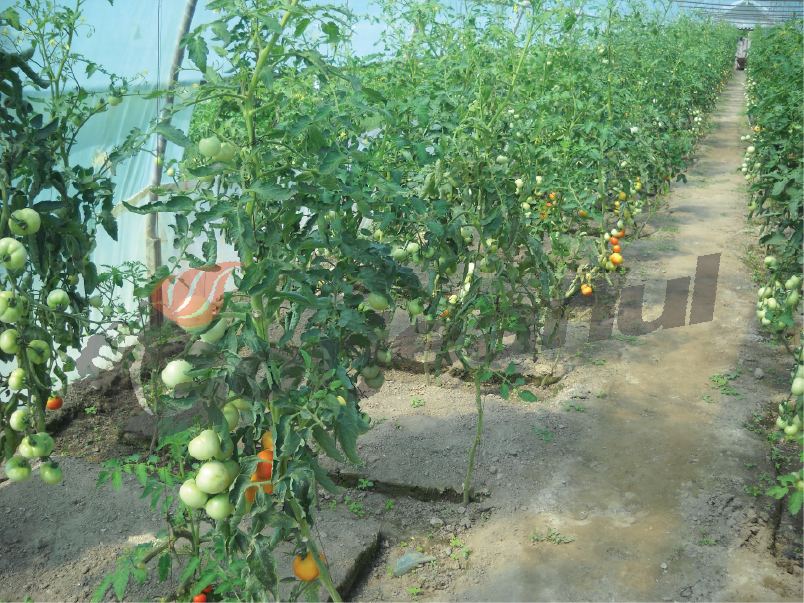 Termen limită pentru ajutoarele din agricultura ecologică