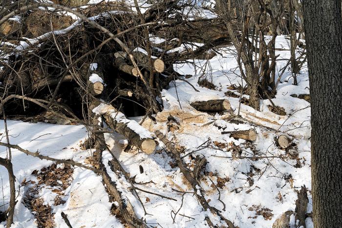 Dosare penale pentru tăiere ilegală şi furt de material lemnos