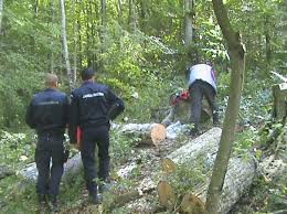 Prinşi la furat de lemne