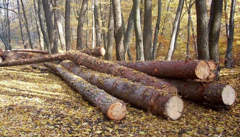 A tăiat ilegal 17 goruni, din pădurea de la Curtișoara