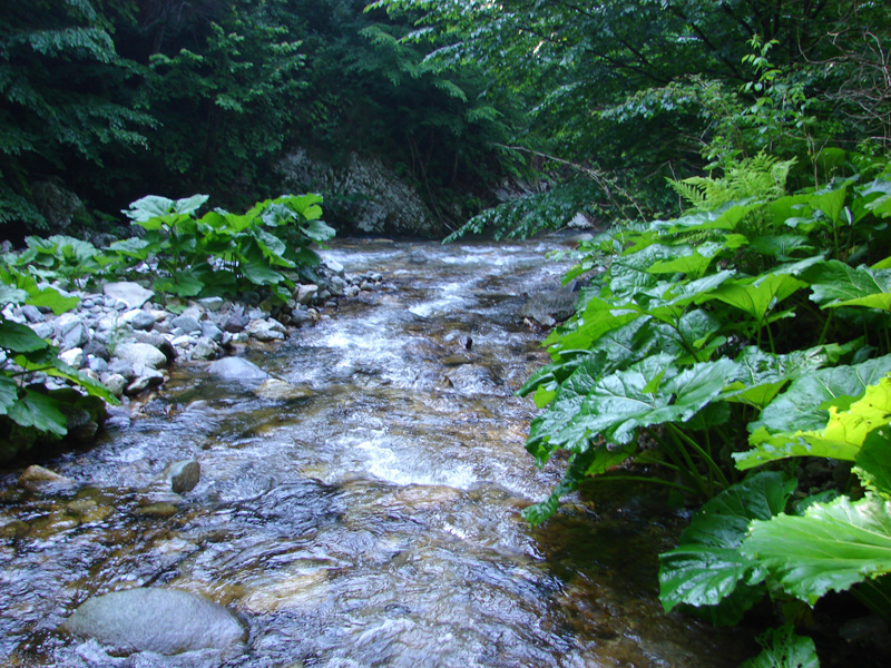 Proiect al APM Gorj pentru menţinerea habitatelor forestiere şi a speciilor protejate