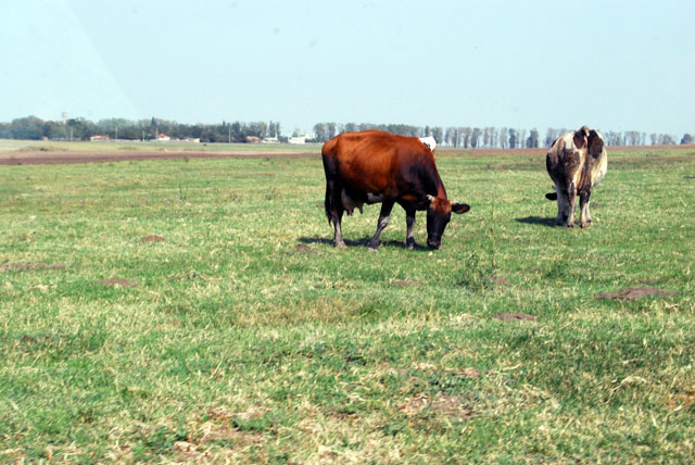 Aceleaşi taxe de păşunat şi în 2014