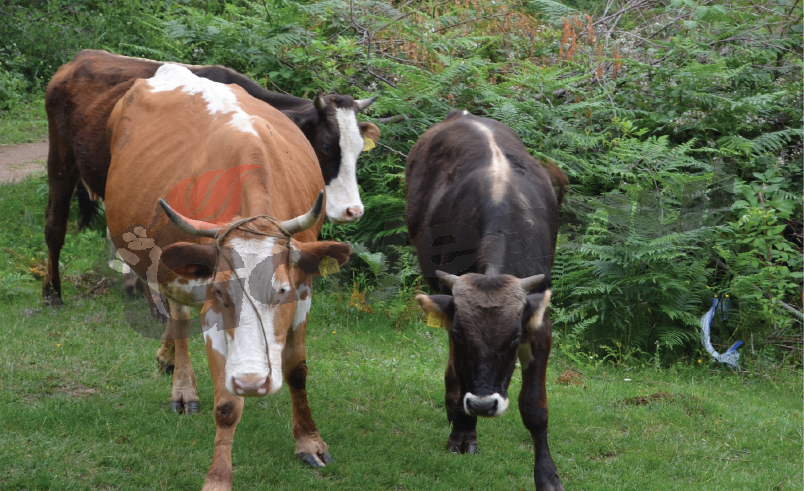 O premieră a Ministerului Agriculturii! Atragerea de fonduri europene şi guvernamentale în judeţul Gorj