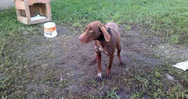 Colaborare între ANSVSA şi MAI pentru a asigura protecţia şi bunăstarea animalelor