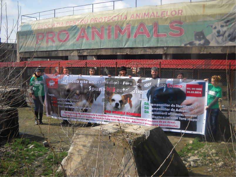 Pro Animals vine cu soluţii pentru oprirea eutanasierii câinilor