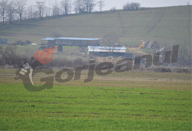 Condescu intră în legalitate cu ferma şi creşte, pe lângă capre, şi viţei de carne