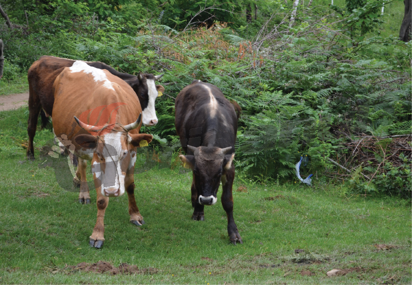 Fermierii gorjeni pot depune declaraţii pentru Cota de Lapte