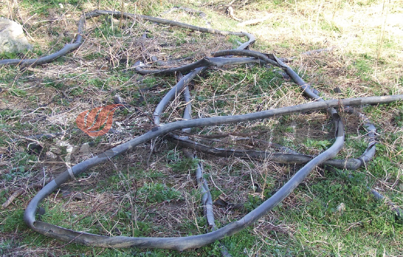 Se fură şi se aruncă resturile în “parohia” lui Mazilu