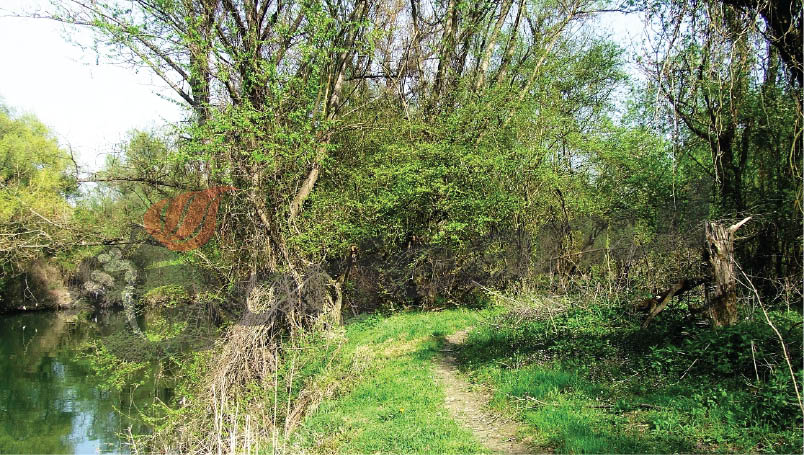 Lumea de lângă noi – Vocile pădurii