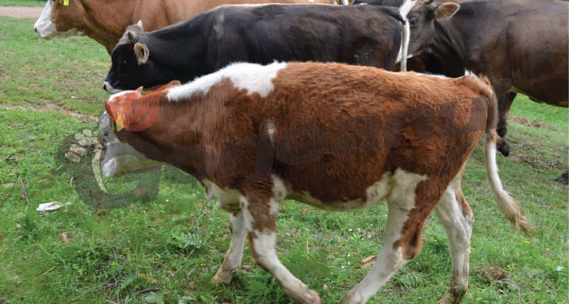 Primăria Târgu-Jiu cere subvenţie de la APIA pentru izlazul comunal