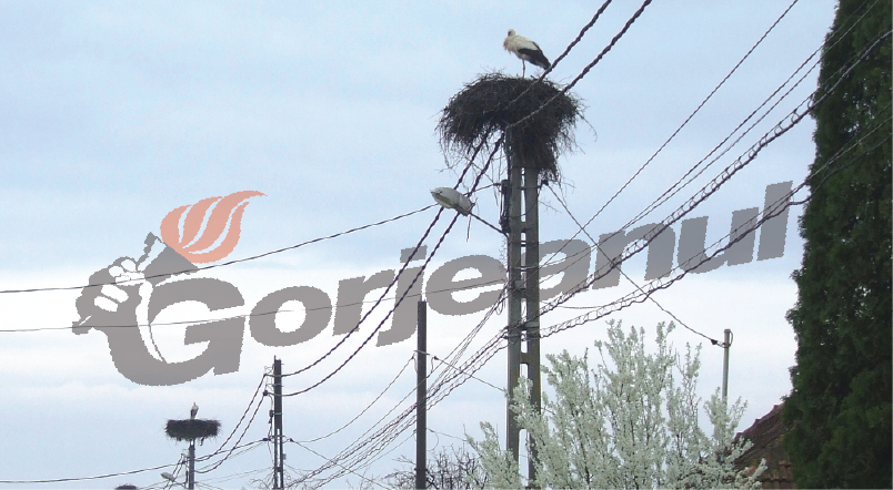 De 17 ani – Berzele tot revin la Câlnic