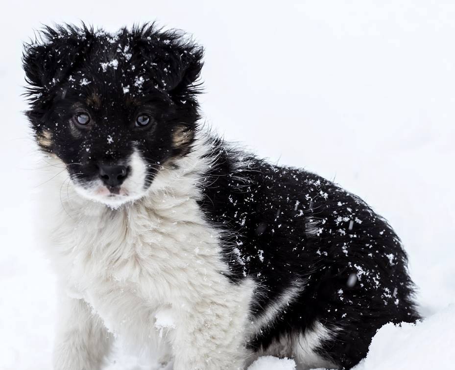 Salvamont Gorj, dotat cu un Border Collie