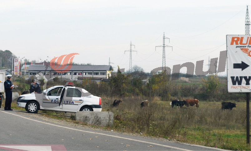 Cărbune, lemne şi porumb, confiscate de poliţişti