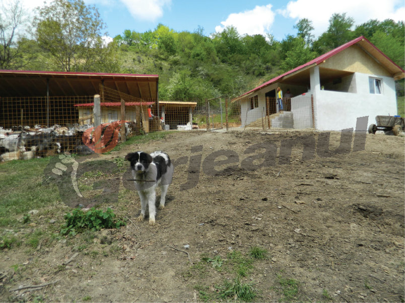 Primarul Câmpeanu le dă ciobanilor din Runcu stâne la cheie