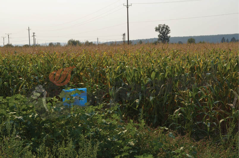 Bilanţul campaniei agricole de primăvară de la nivelul judeţului Gorj
