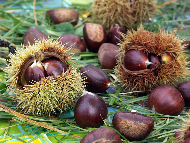 Stadiul reabilitării habitatelor de jneapăn şi castan, prezentat de APM Gorj